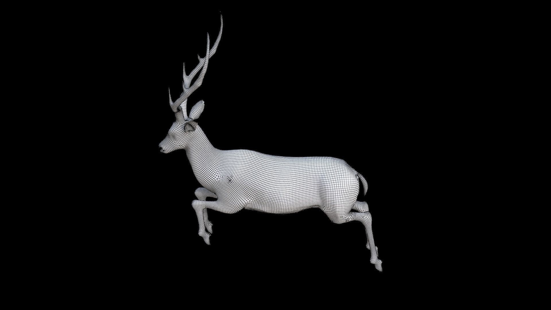 Antelope 3D model_7
