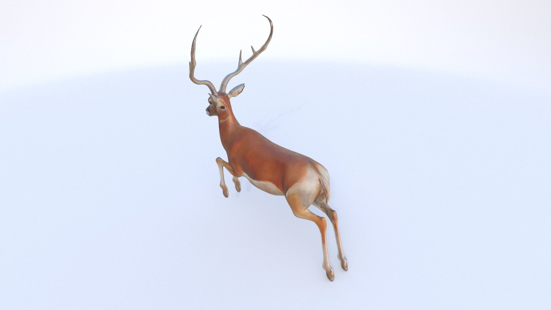 Antelope 3D model_3