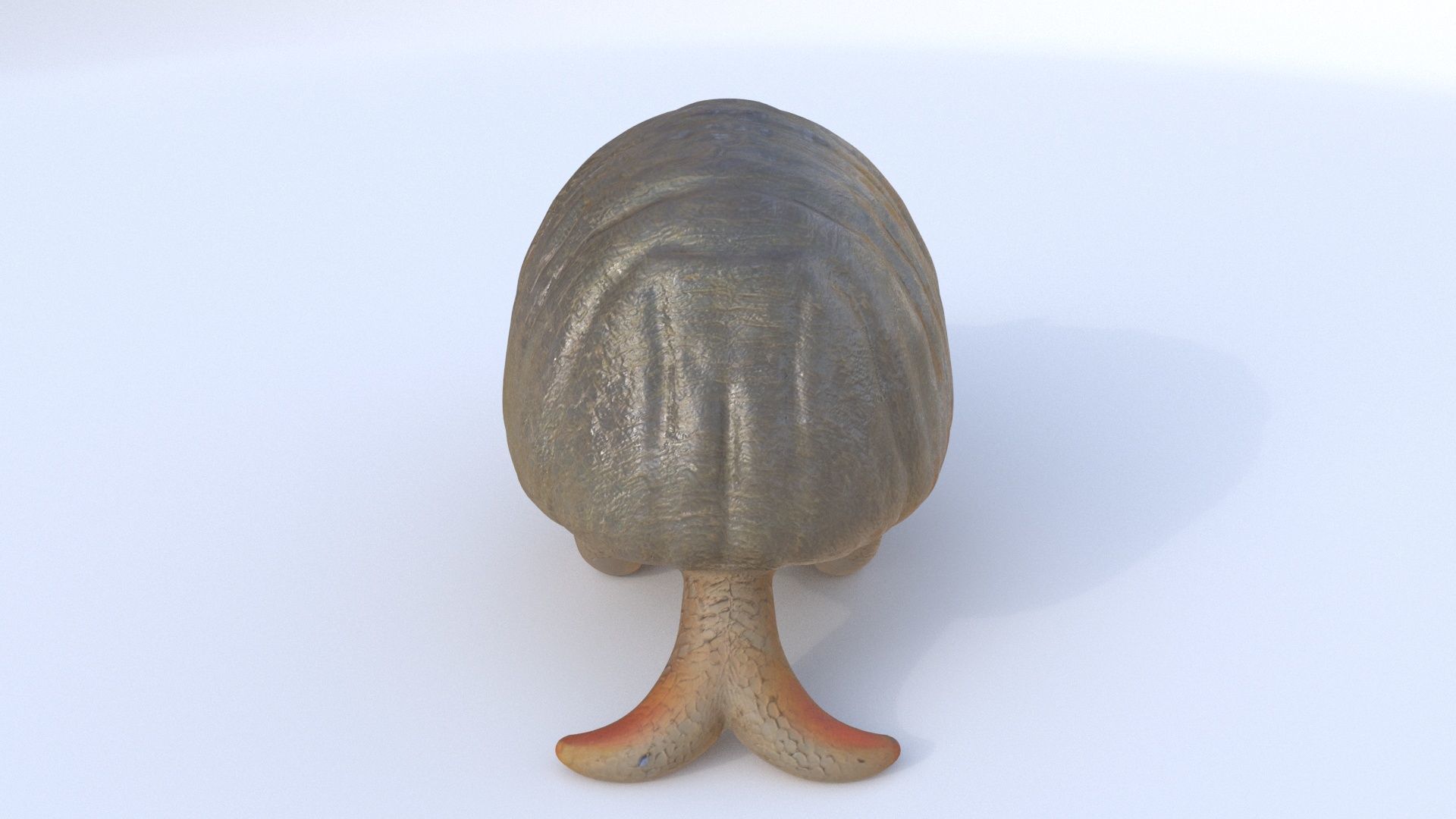 Armadillo 3D model_4