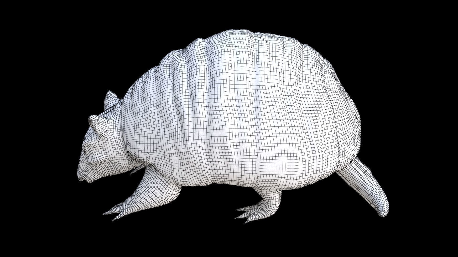 Armadillo 3D model_7