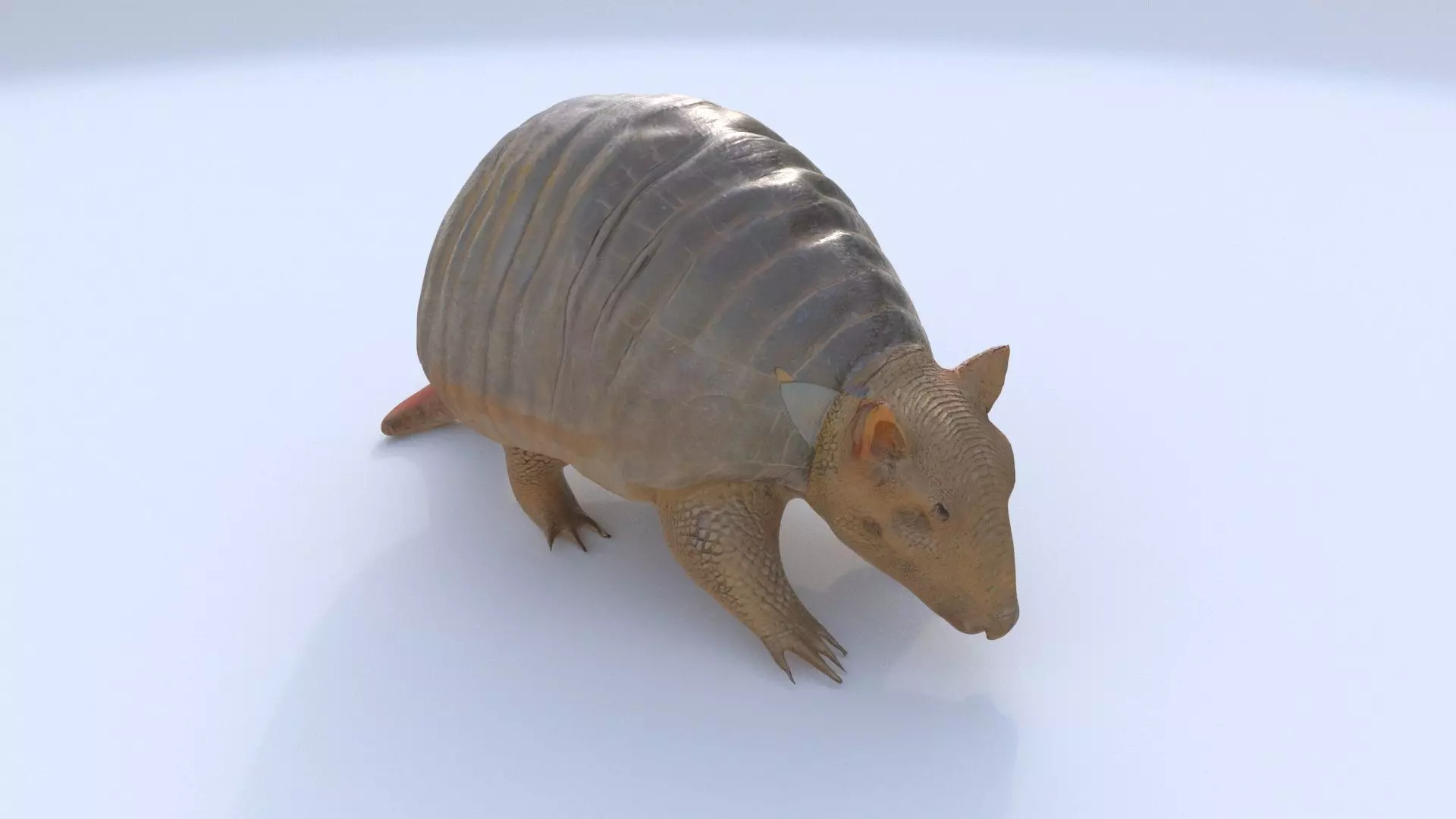 Armadillo 3D model_0