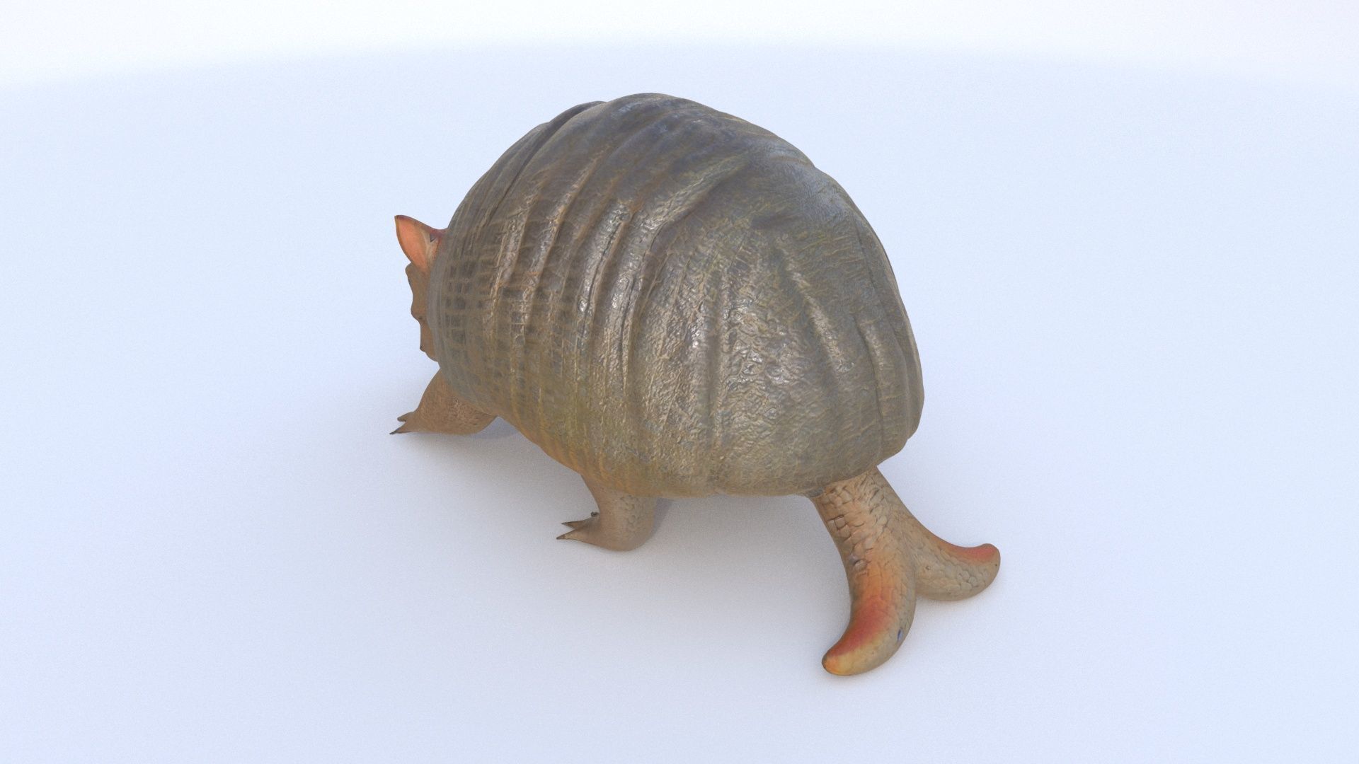 Armadillo 3D model_3