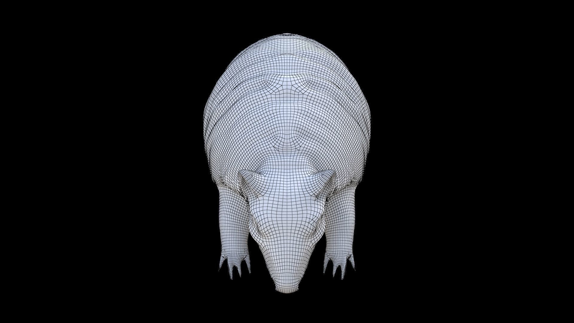 Armadillo 3D model_6