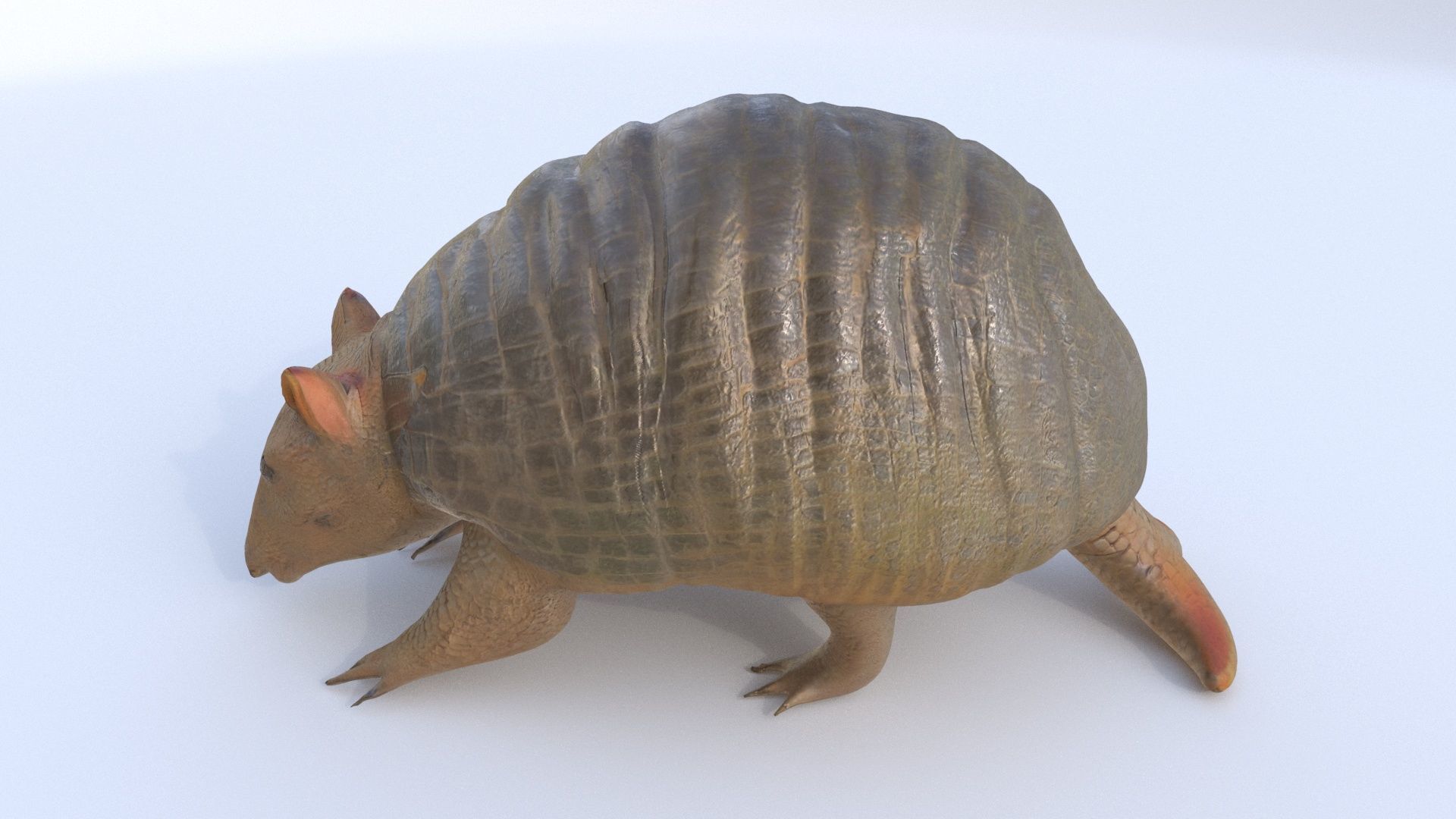Armadillo 3D model_2