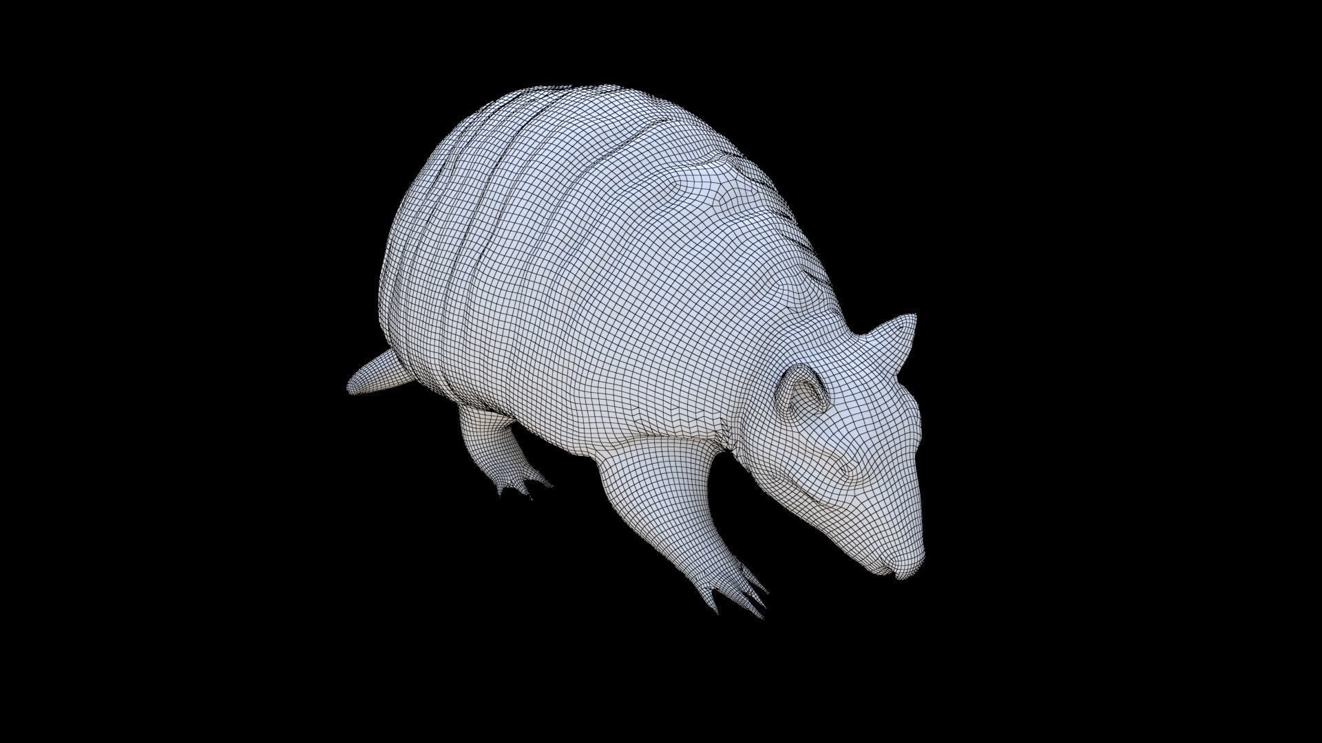 Armadillo 3D model_5