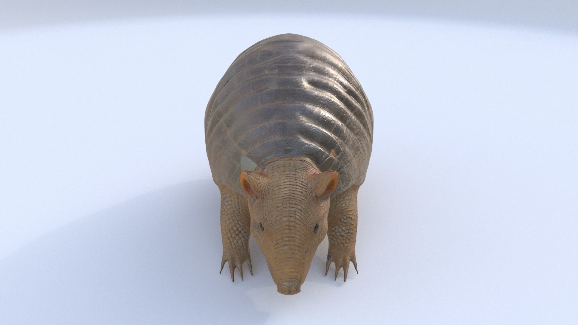 Armadillo 3D model_1