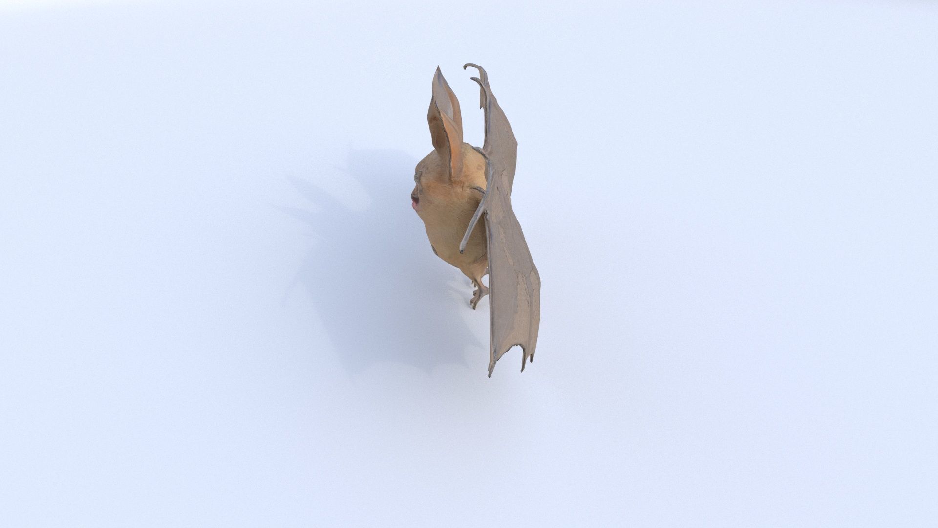 Bat 3D model_2