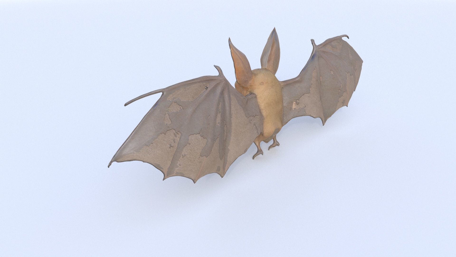 Bat 3D model_3