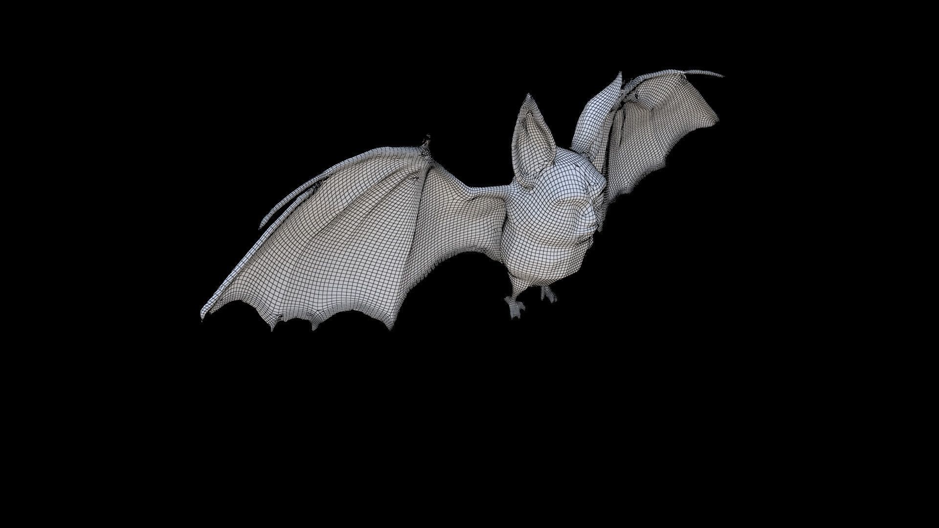 Bat 3D model_5