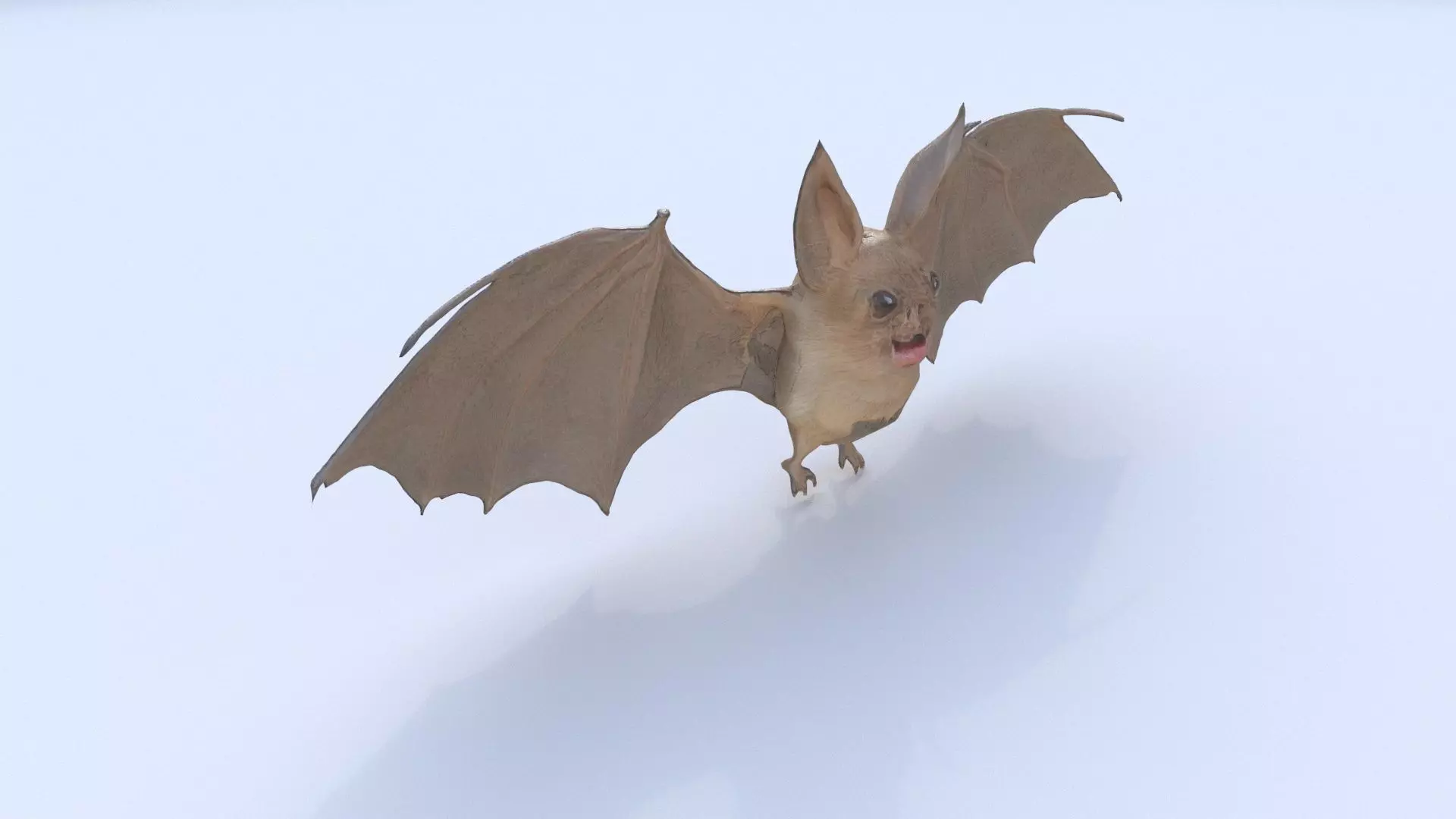 Bat 3D model_0