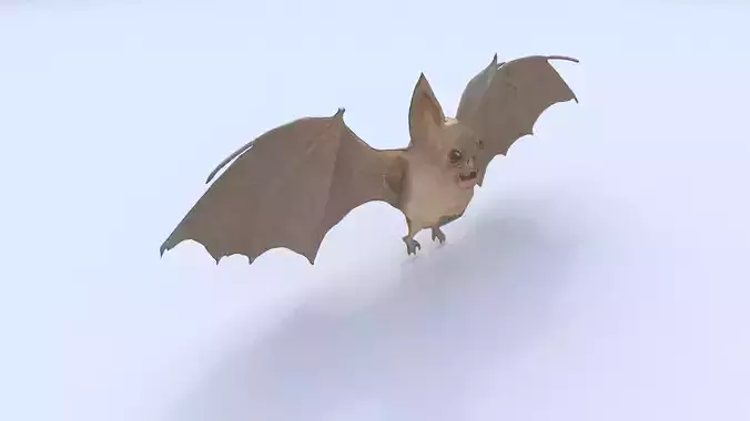 Bat 3D model