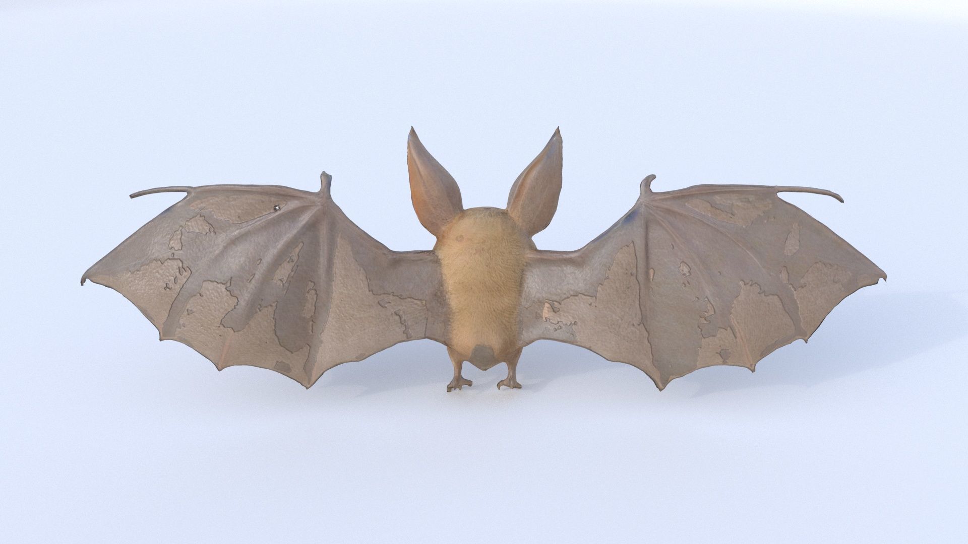 Bat 3D model_4