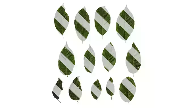 Anydrafts Camptotheca acuminata Leaf 03