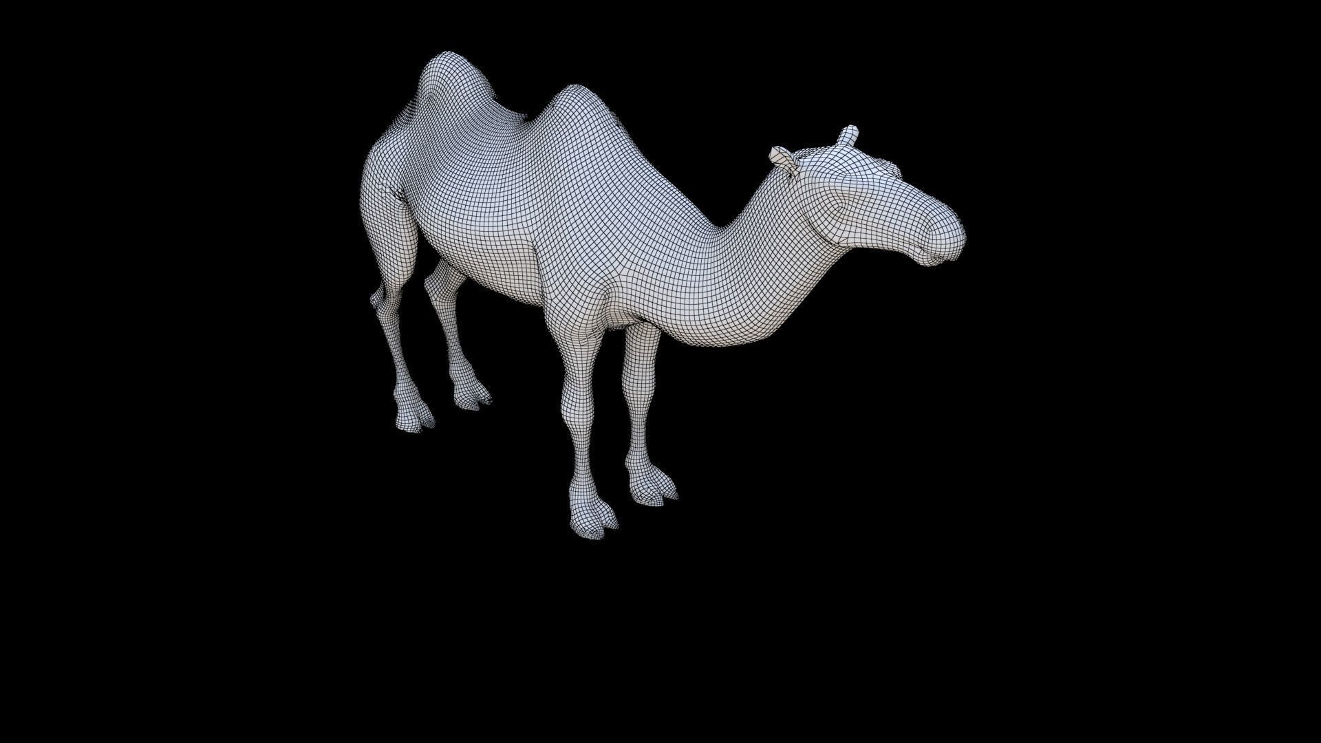 Camel 1 3D model_5