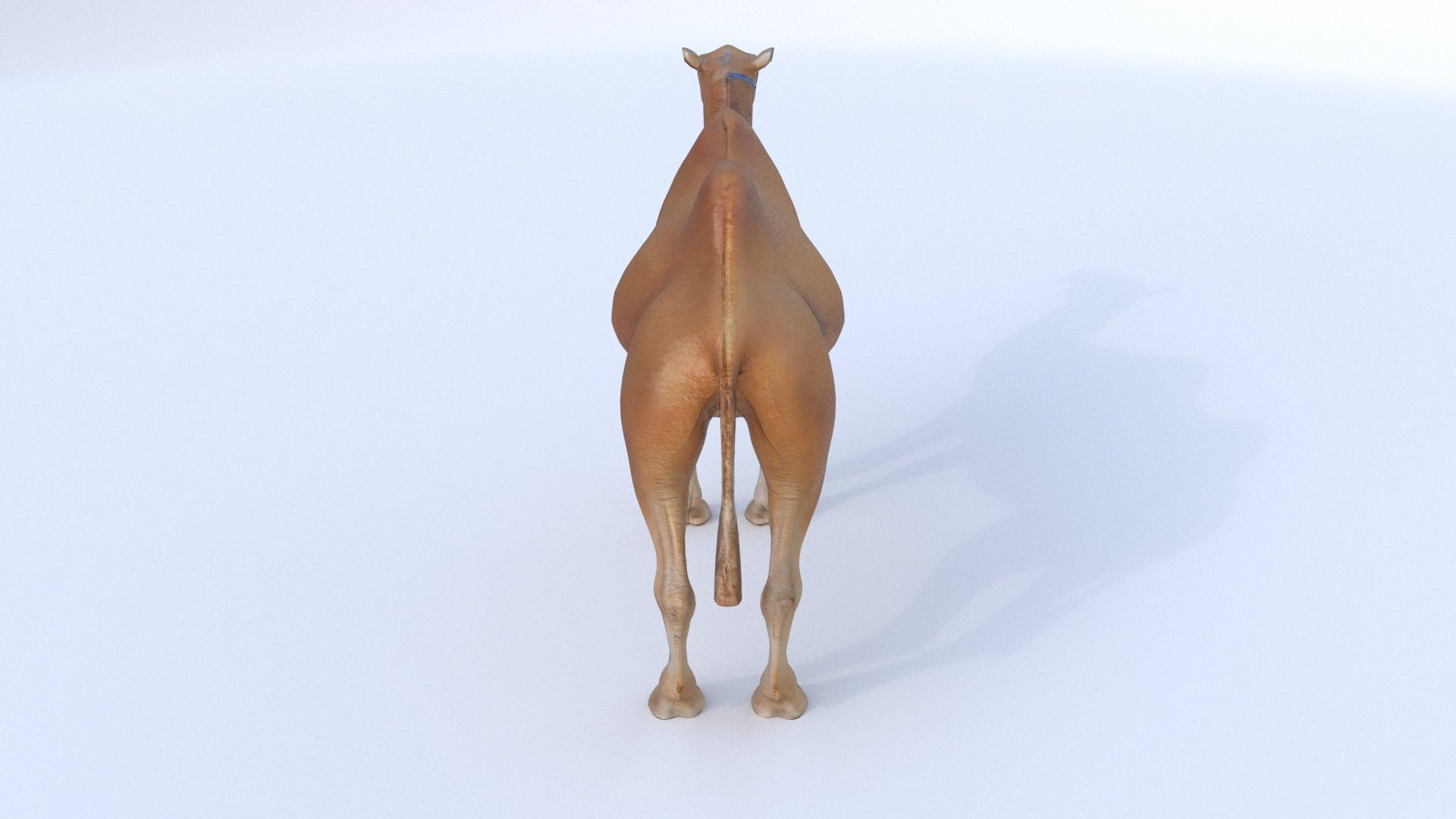 Camel 1 3D model_4