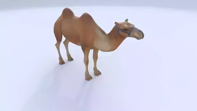 Camel 1 3D model