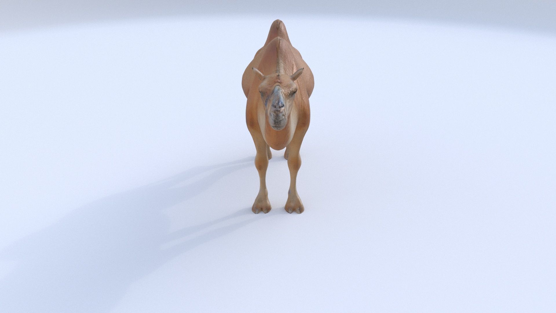Camel 1 3D model_1