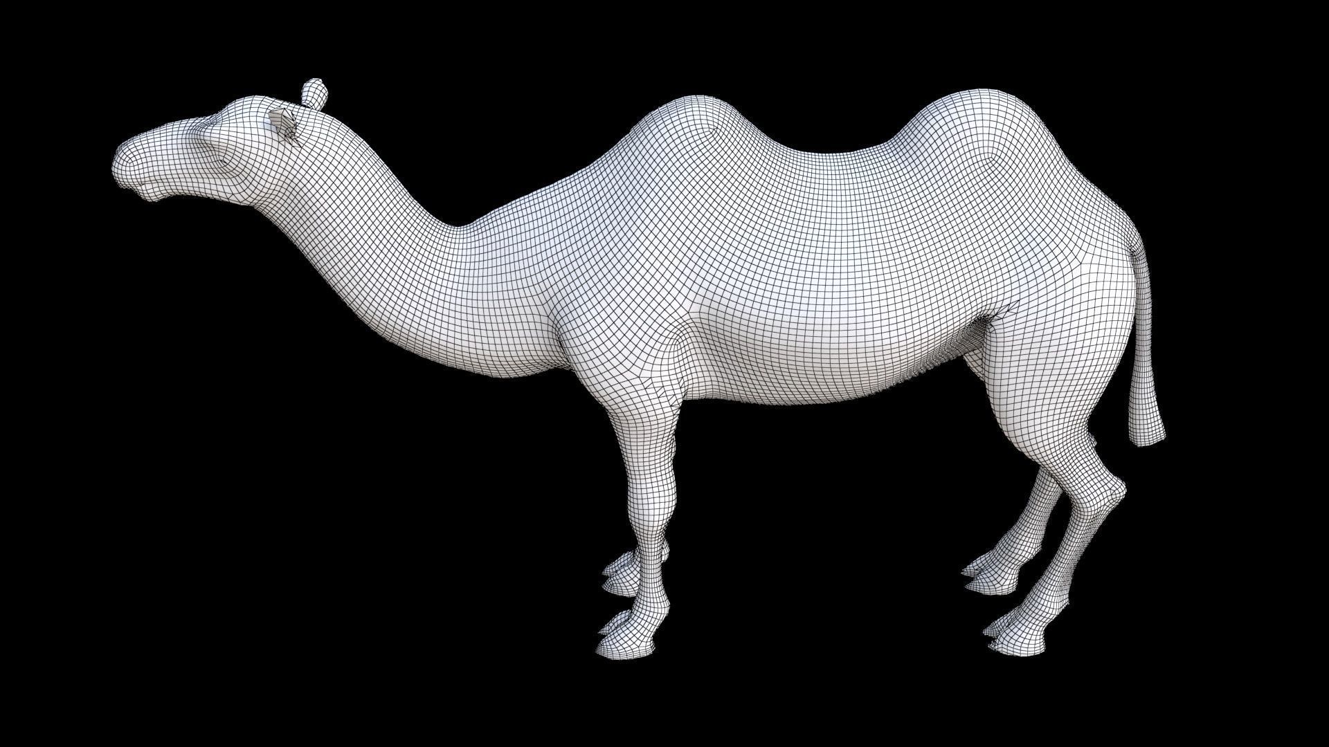Camel 1 3D model_7