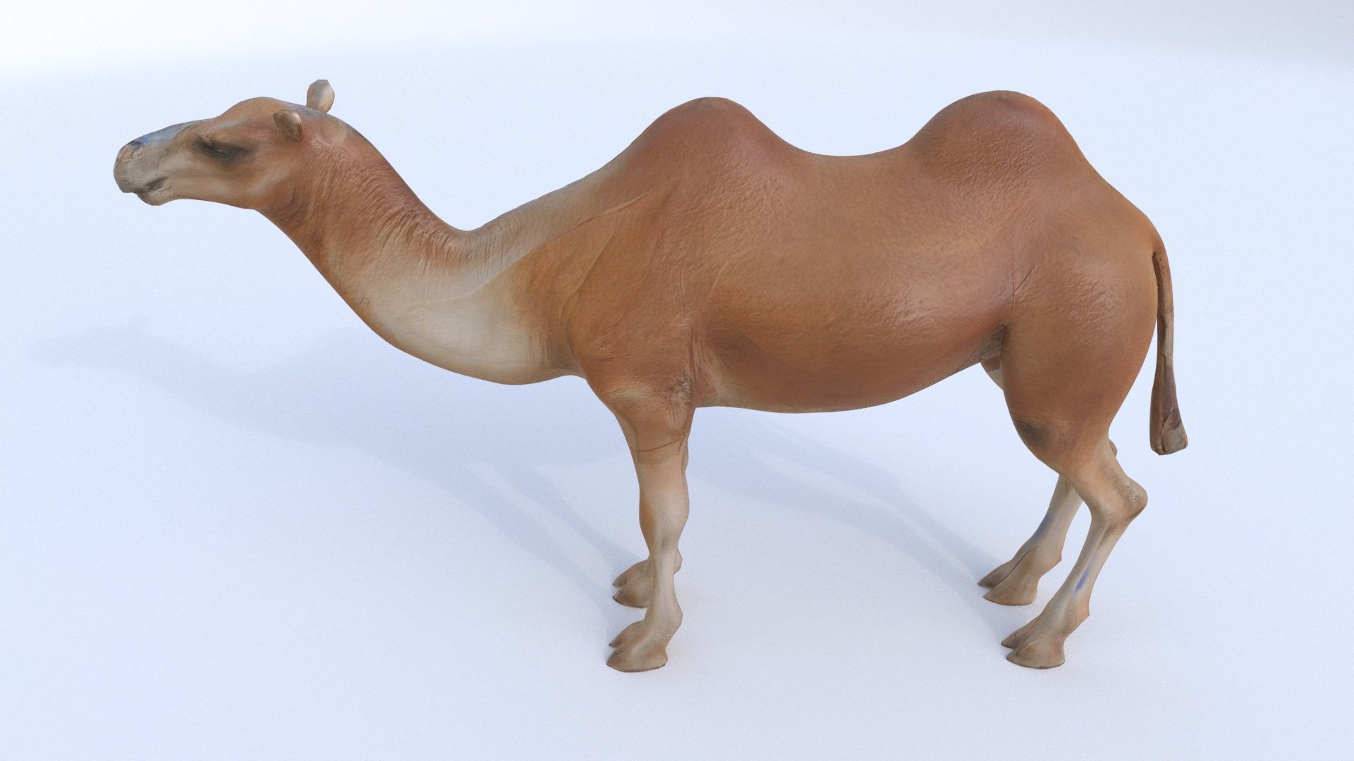 Camel 1 3D model_2