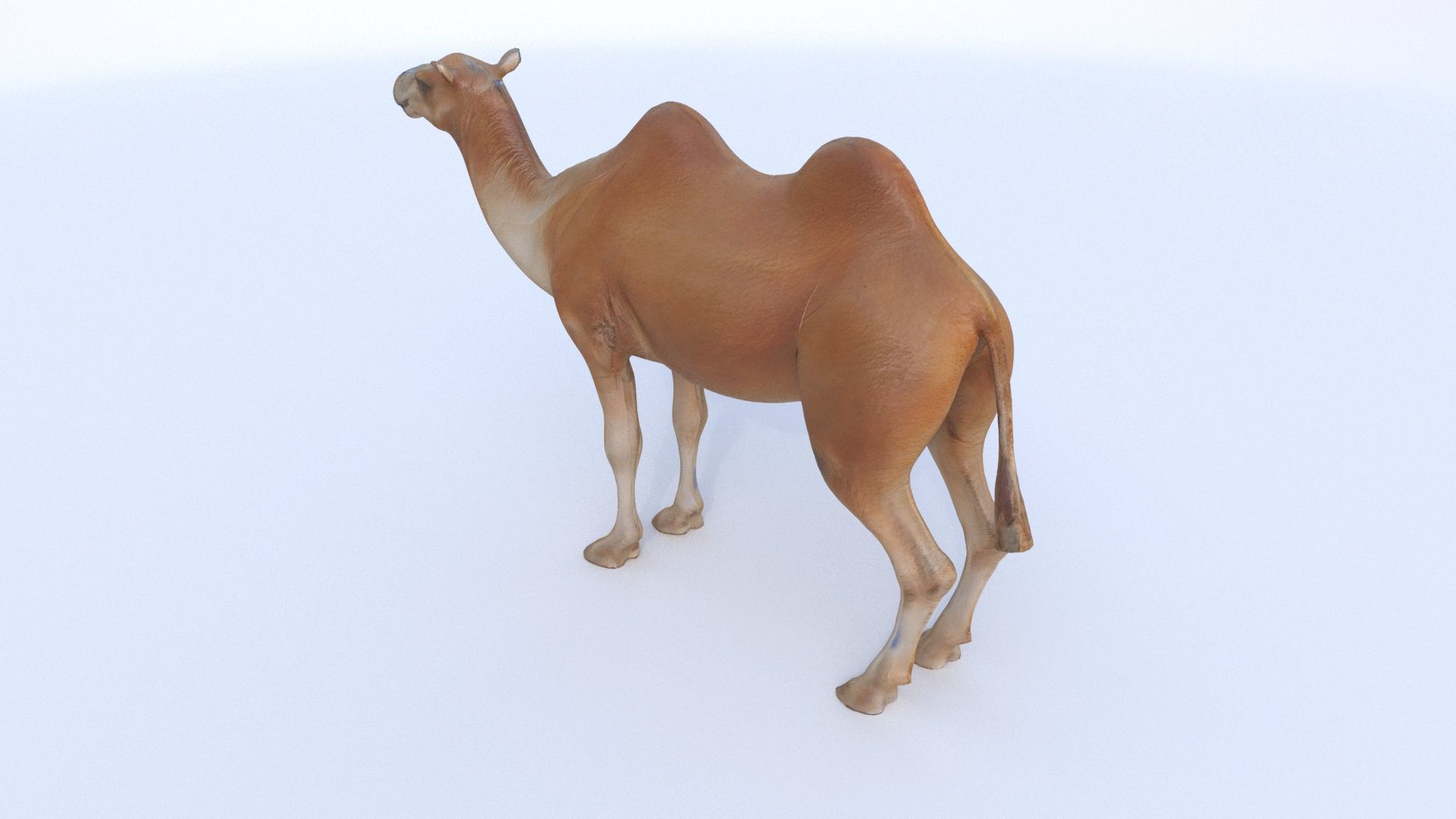 Camel 1 3D model_3