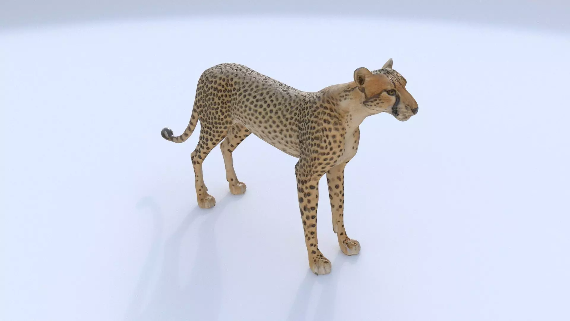 Cheetah 3D model_0