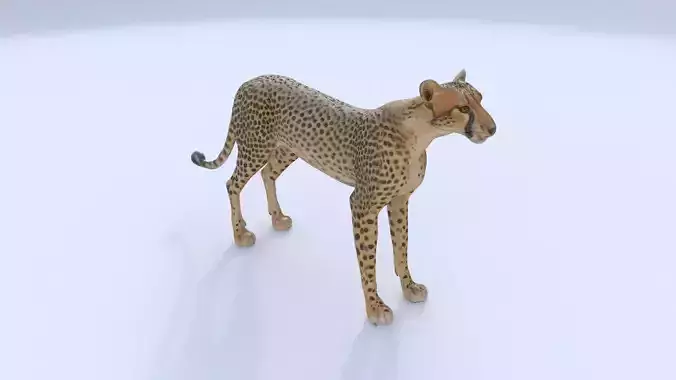 Cheetah 3D model