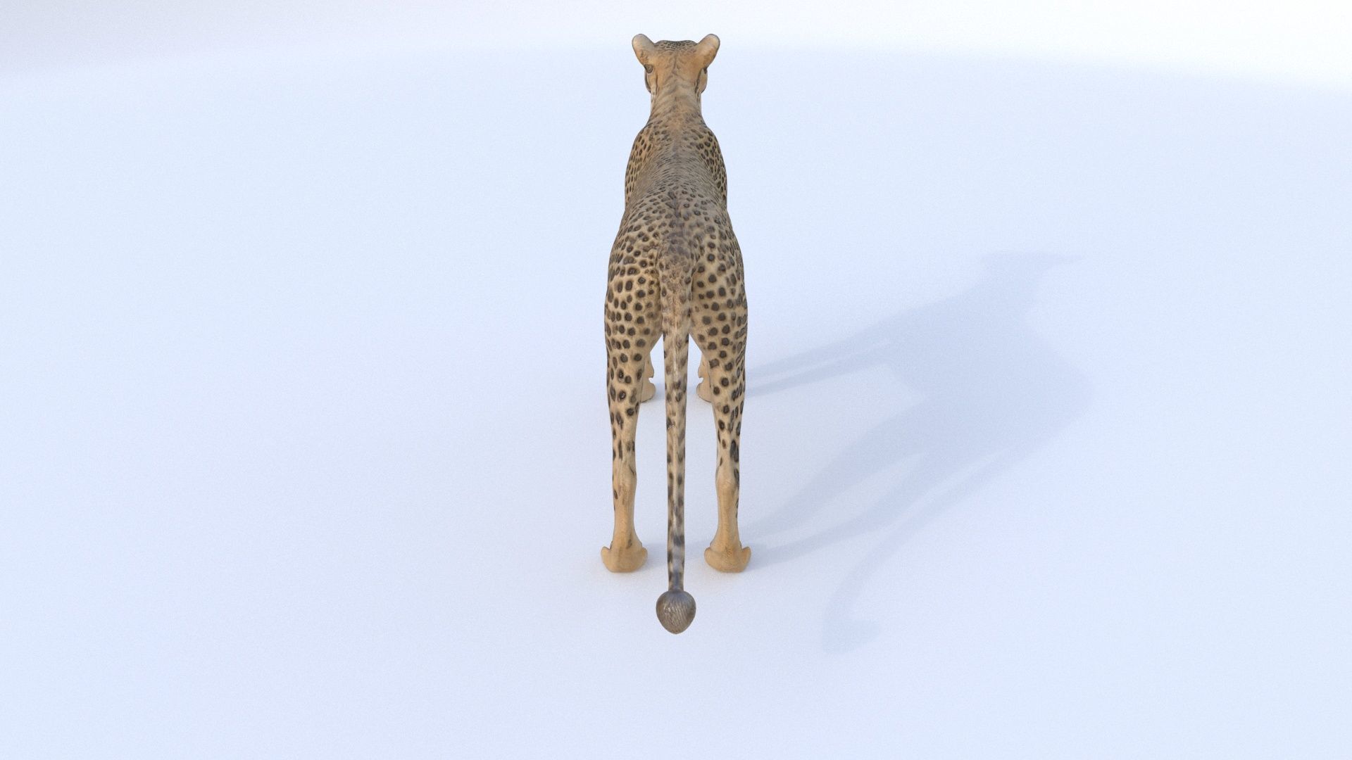 Cheetah 3D model_4