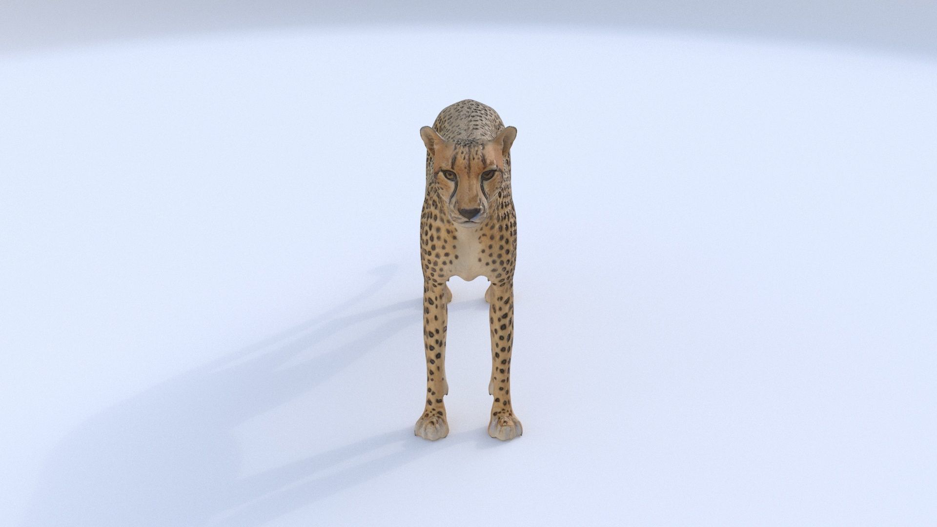 Cheetah 3D model_1