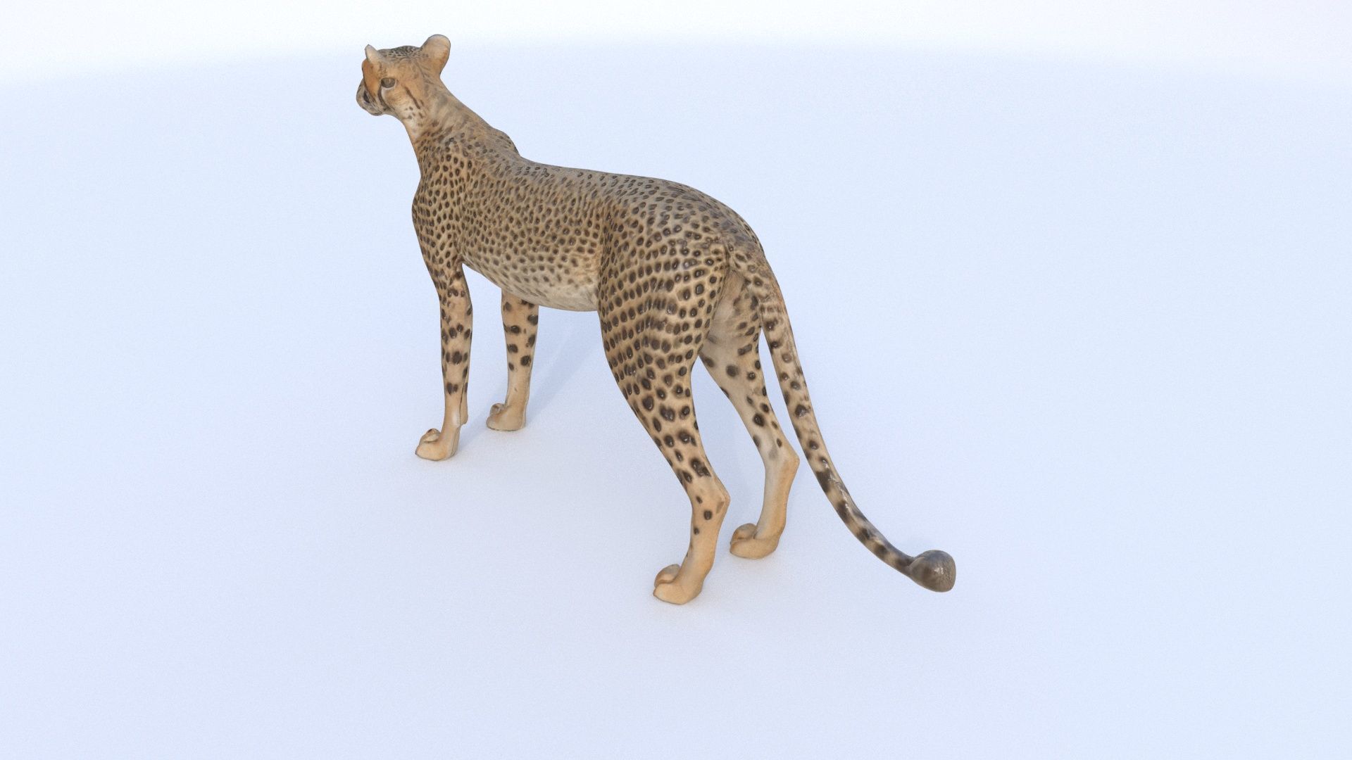 Cheetah 3D model_3