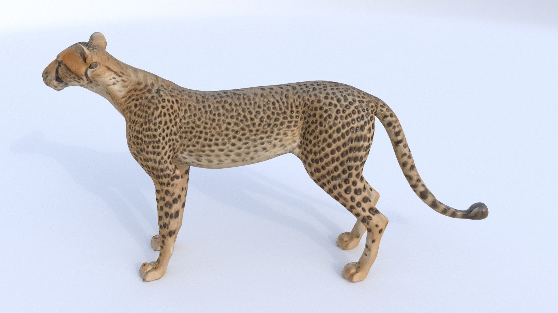 Cheetah 3D model_2