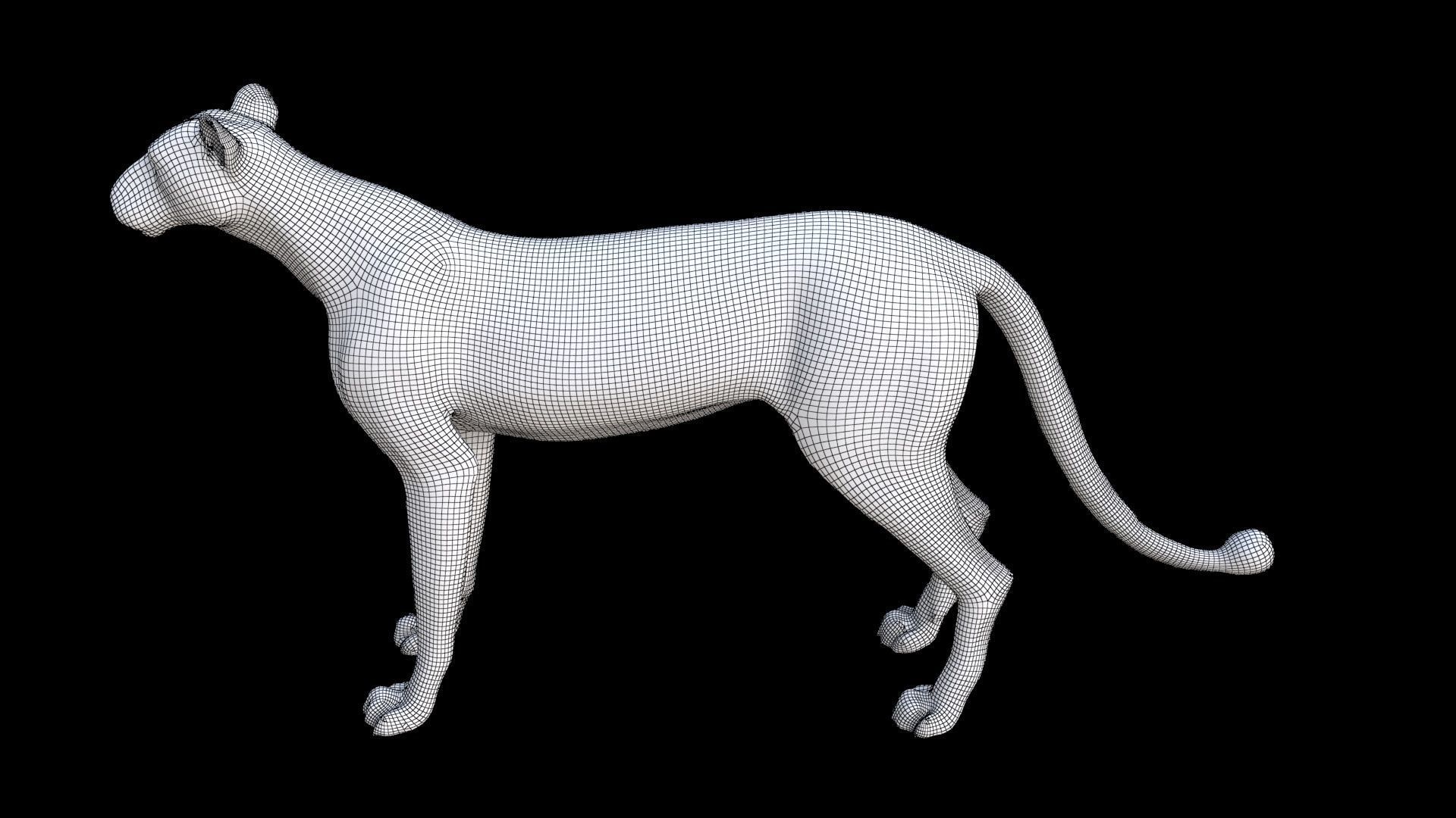 Cheetah 3D model_7