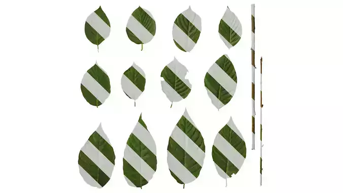 Anydrafts Camptotheca acuminata Leaf 04