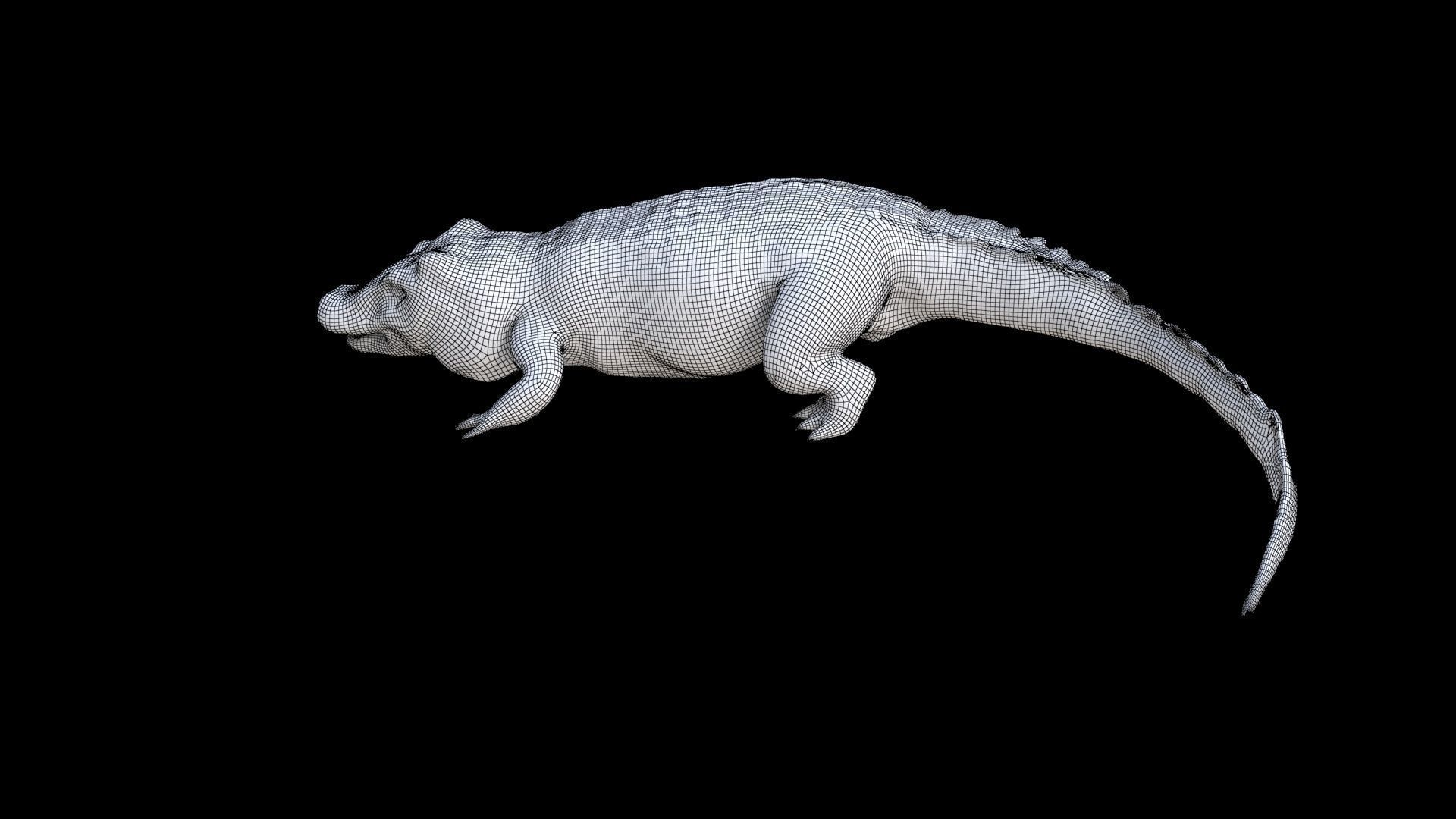 Crocodile 1 3D model_7