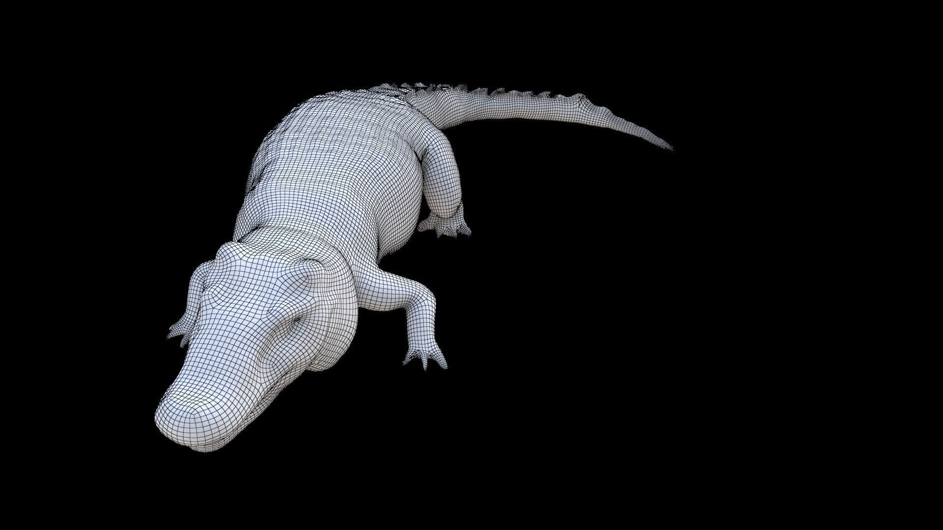 Crocodile 1 3D model_6