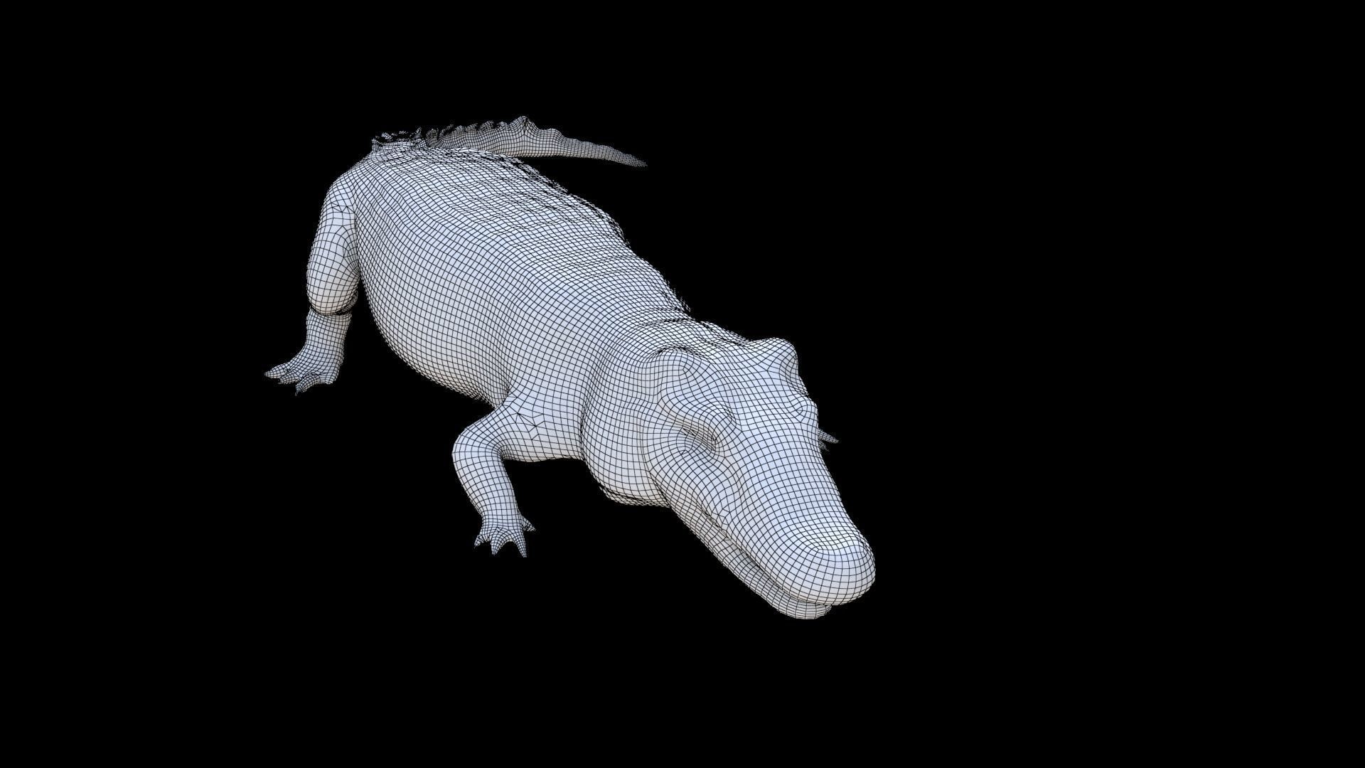 Crocodile 1 3D model_5
