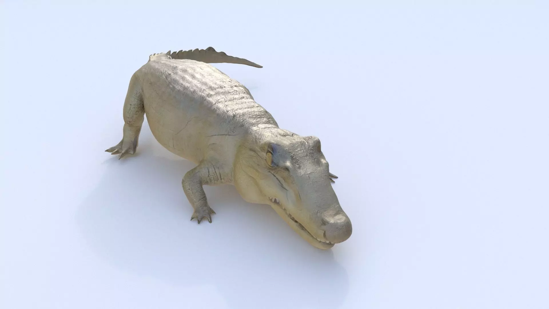 Crocodile 1 3D model_0