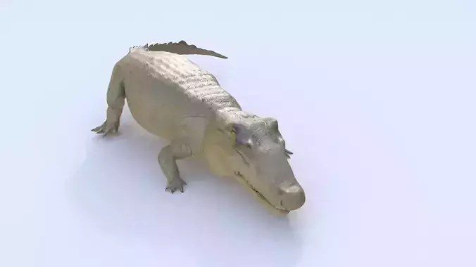 Crocodile 1 3D model