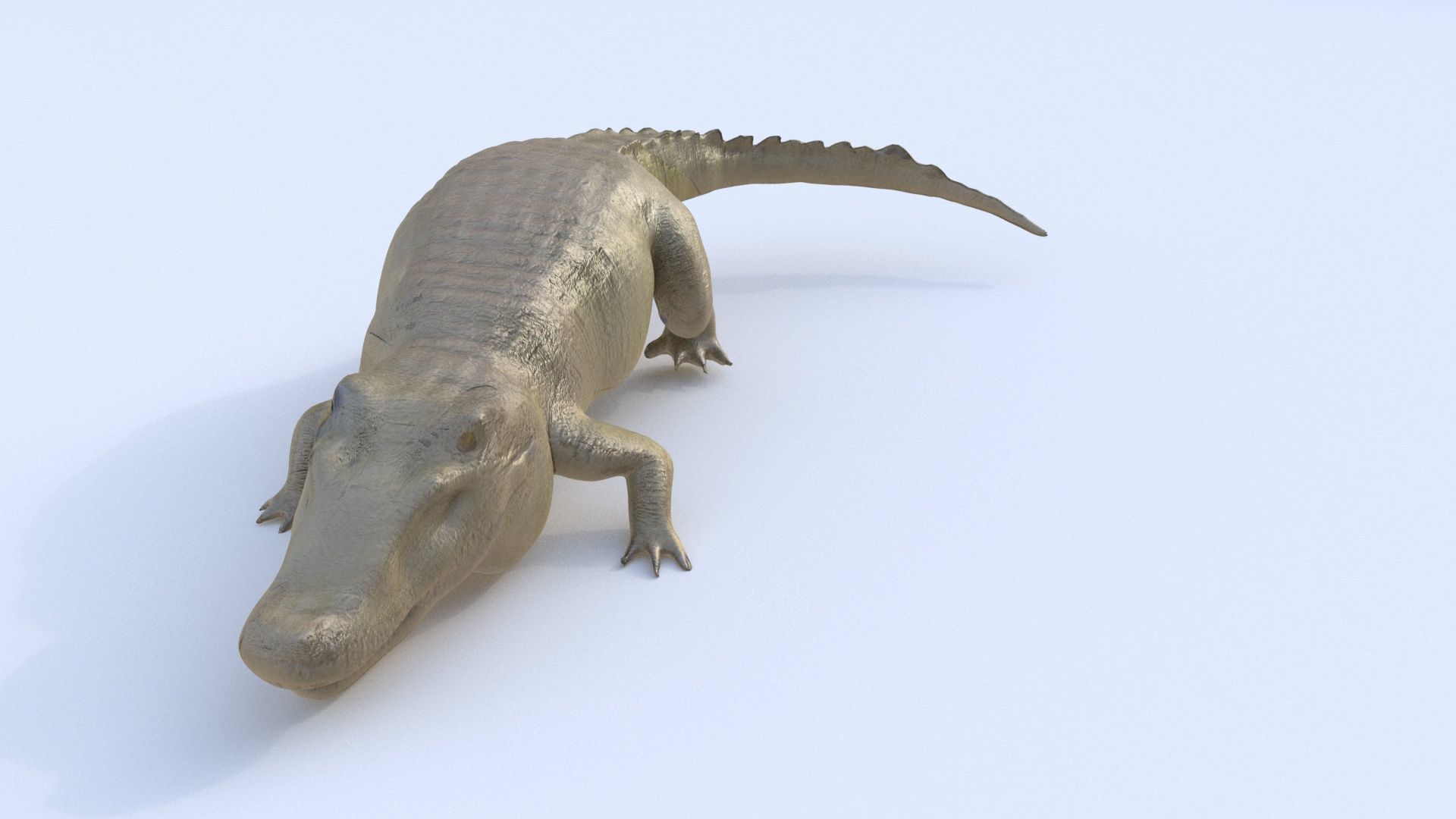 Crocodile 1 3D model_1