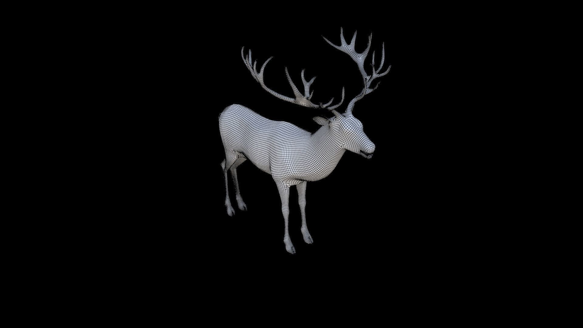Deer 1 3D model_5