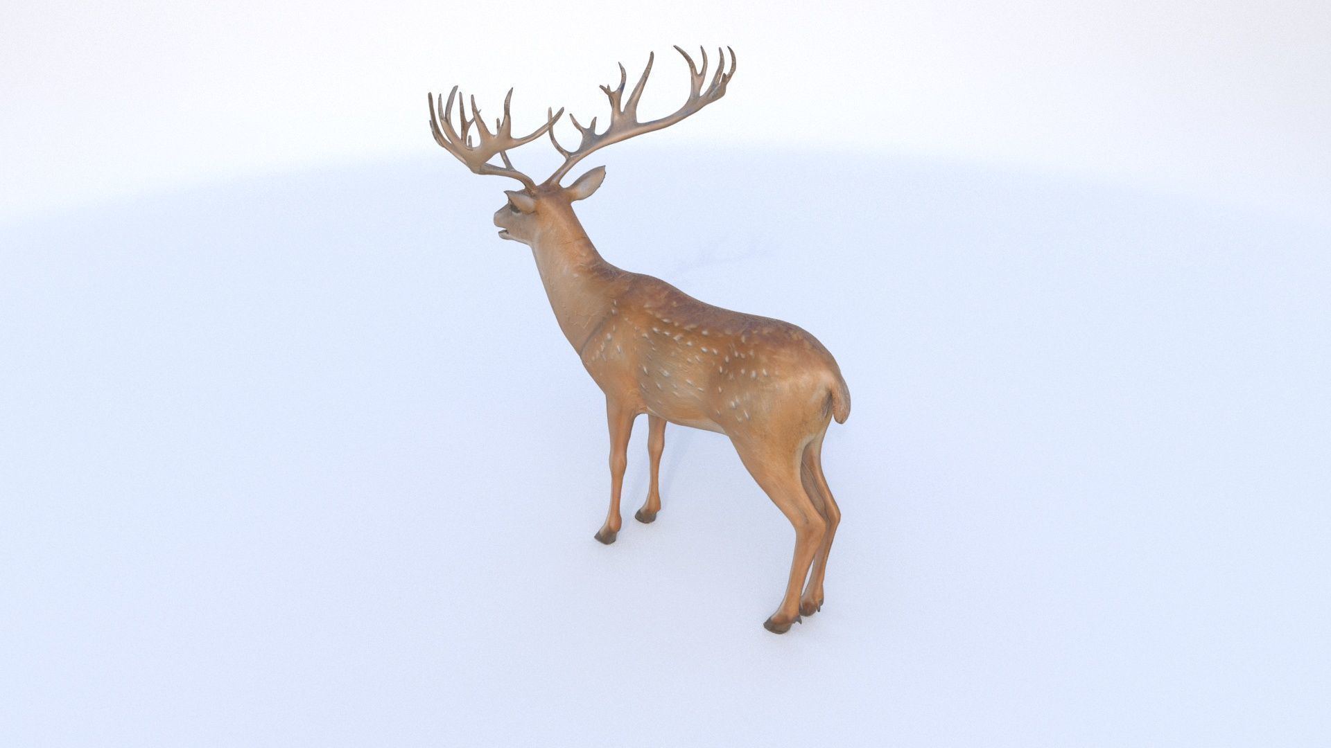 Deer 1 3D model_3