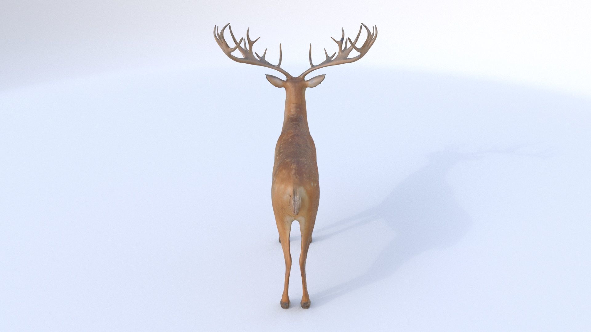 Deer 1 3D model_4