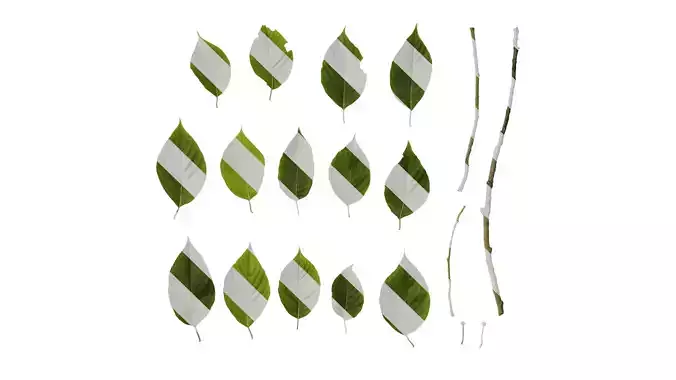 Anydrafts Camptotheca acuminata Leaf 09