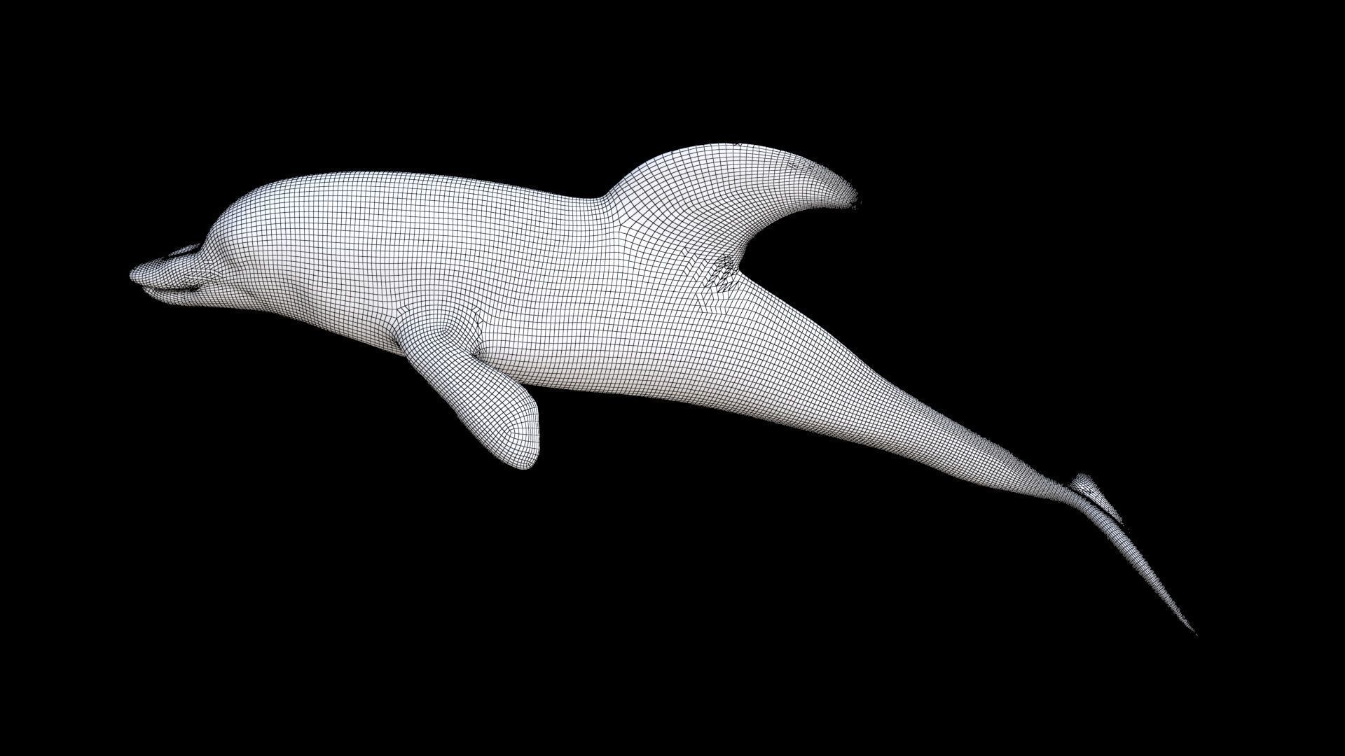 Dolphin 1 3D model_7