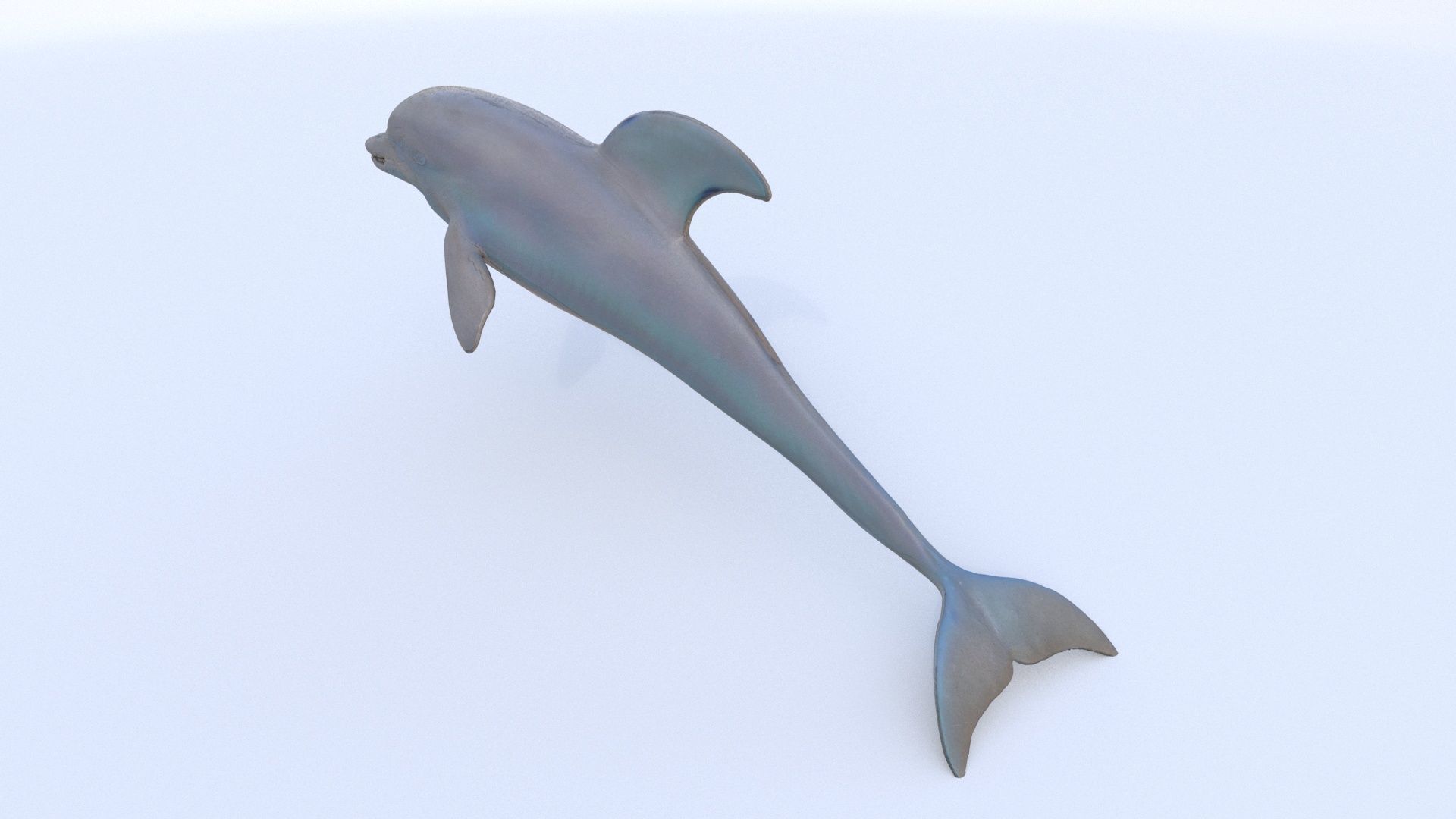 Dolphin 1 3D model_3