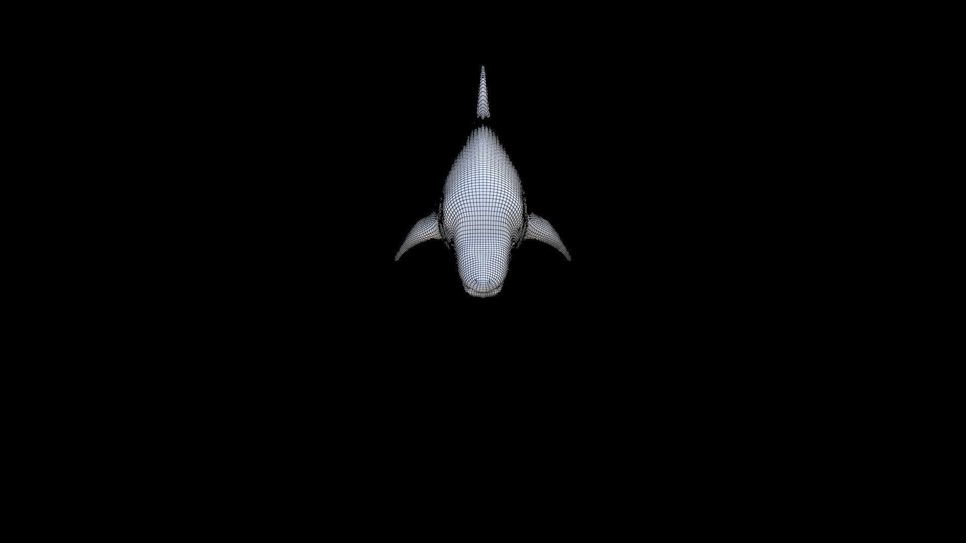 Dolphin 1 3D model_6