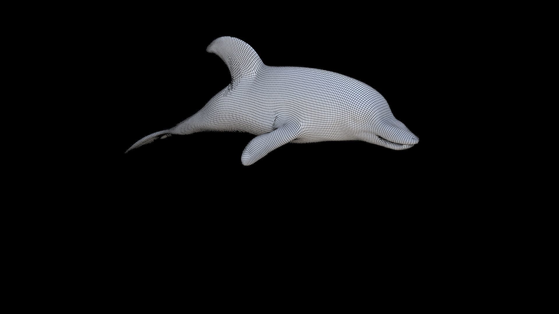 Dolphin 1 3D model_5