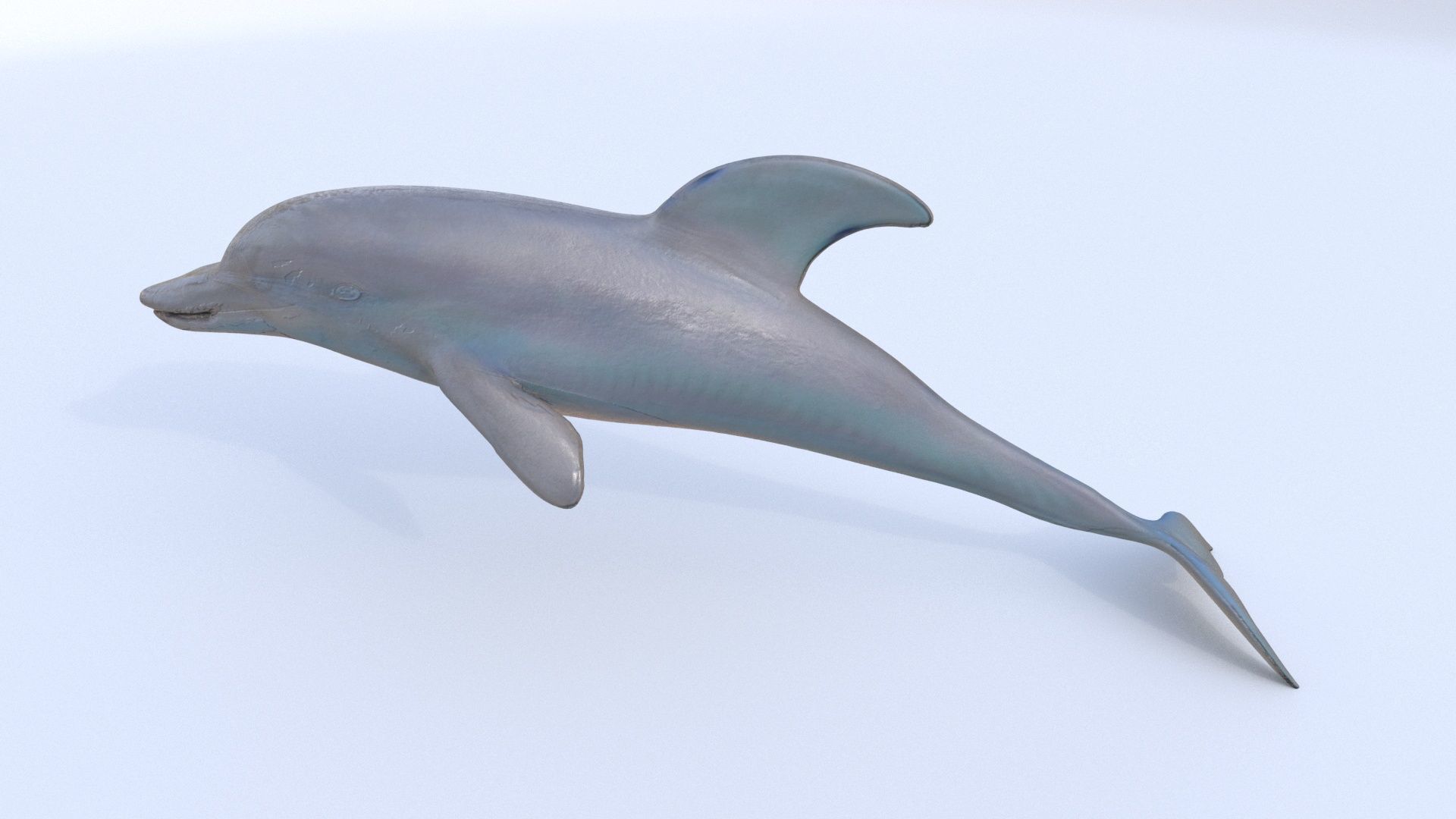 Dolphin 1 3D model_2