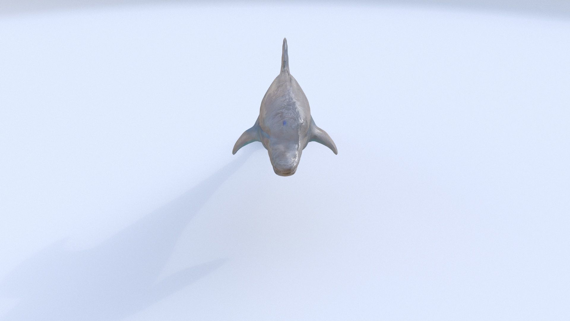 Dolphin 1 3D model_1