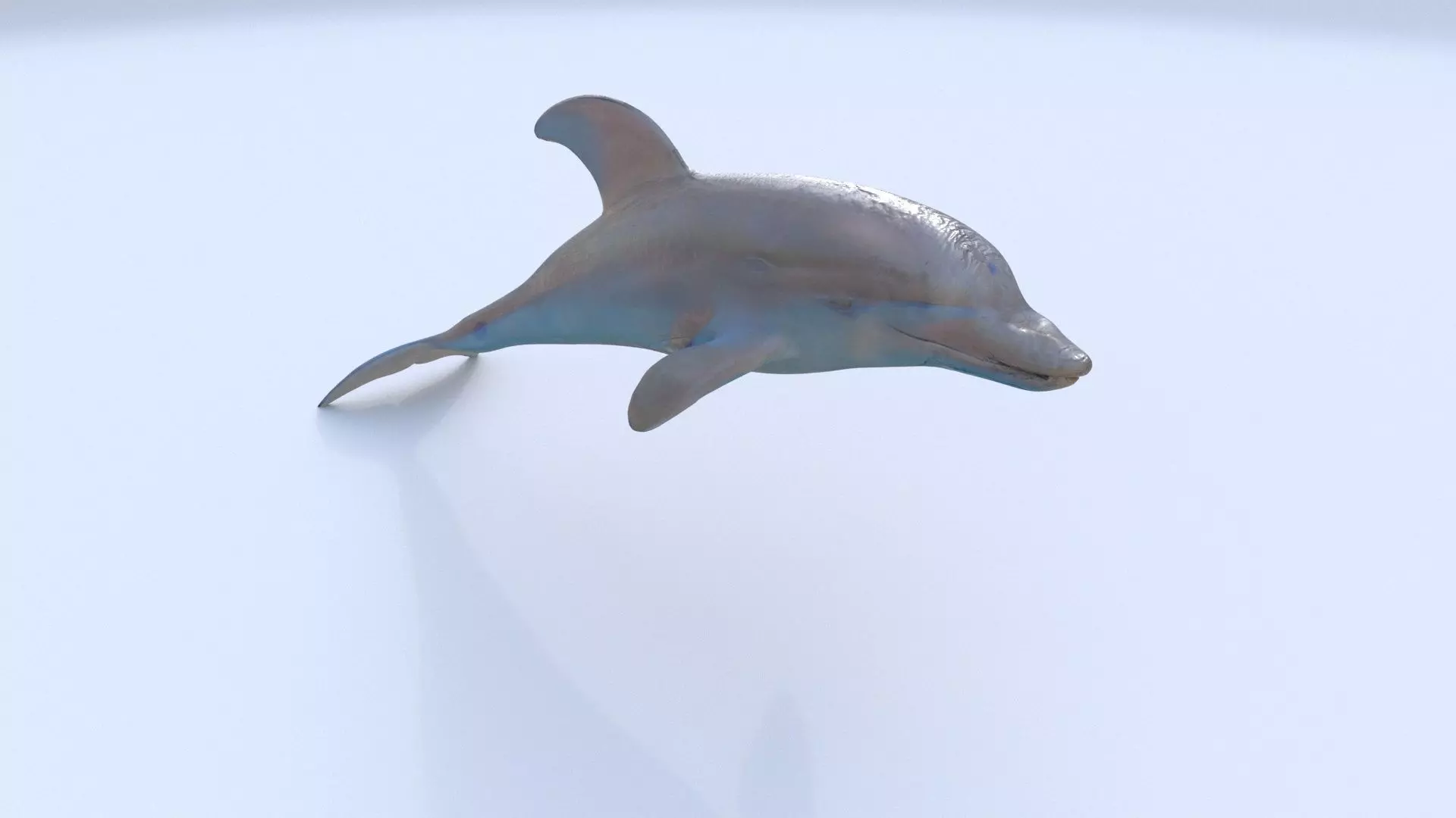 Dolphin 1 3D model_0