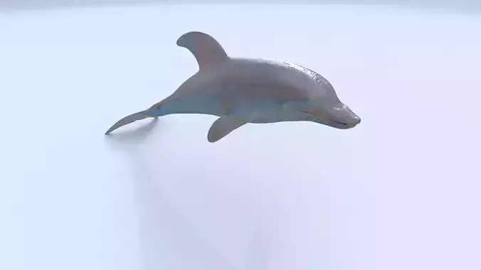 Dolphin 1 3D model